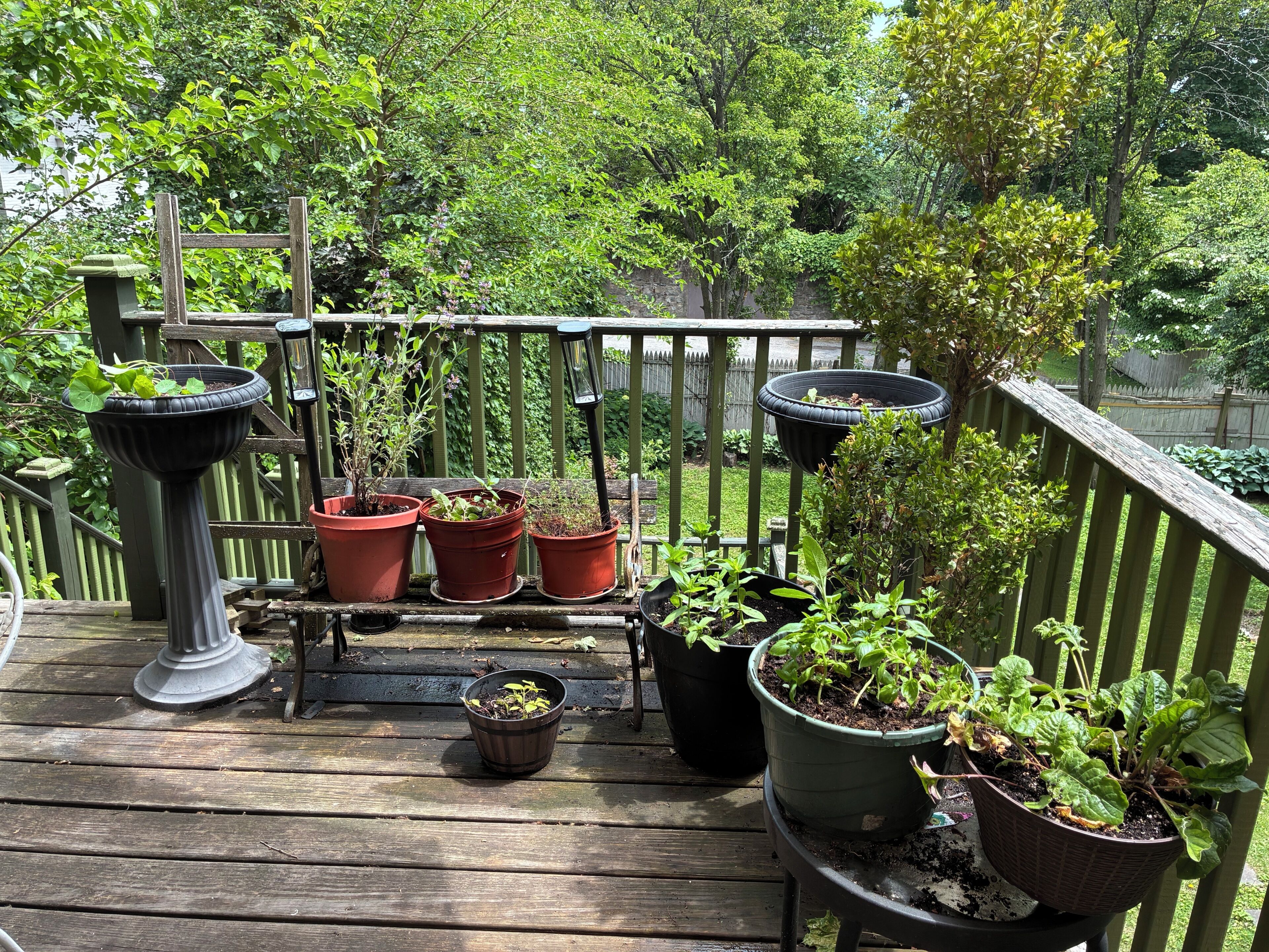 Herbs growing in the patio for cooking