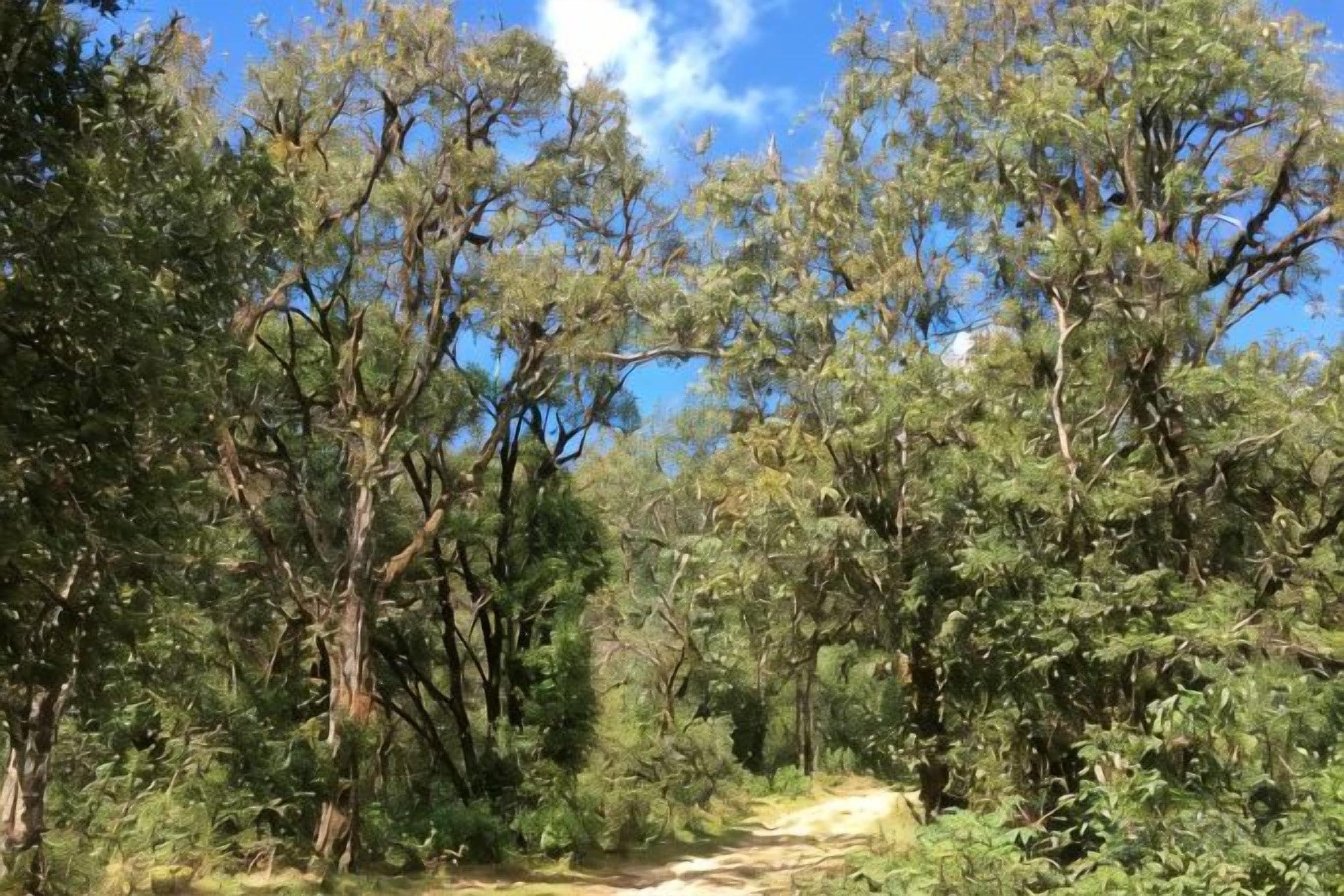 Uma área arborizada com um caminho de terra.
