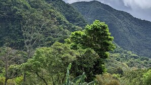 Paisaje montañoso con vegetación verde y un árbol destacado en primer plano.