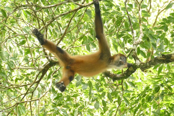 Spider Monkeys in the Reserve.