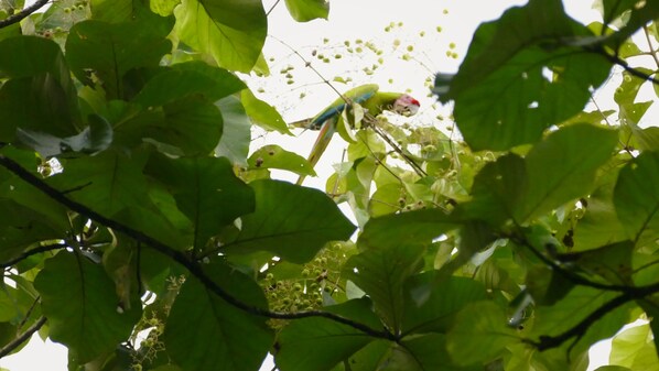 A bird perched on a branch amidst dense foliage. - Casa Cielo Jungle House-Private Jungle Compound On 105-Acre Cielo Ranch Reserve (Puerto Seco)