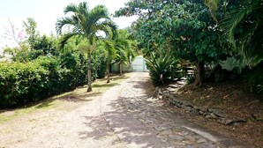 A paved pathway flanked by lush greenery and palm trees, leading towards a building with a white facade. - A LOU, A haven of peace with its private jacuzzi for nature lovers ! (Le Diamant)