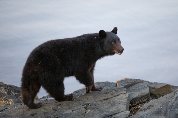 A bear standing on a rocky surface.
