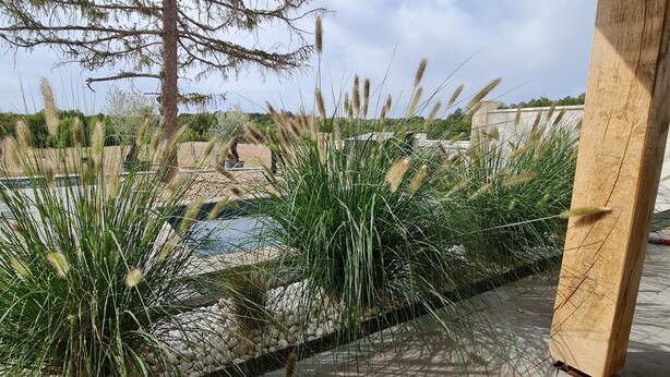 A pool area with tall grasses and a wooden deck.