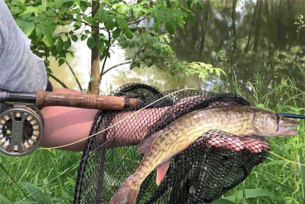 A person holding a fish in a net, with a fishing rod and a tree in the background.