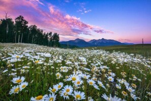 A field of white daisies with a mountain range in the background. - Chalet Chic Condo, Short Walk To Lift 7, Covered Parking 2 Bedroom Condo by RedAwning (Telluride)
