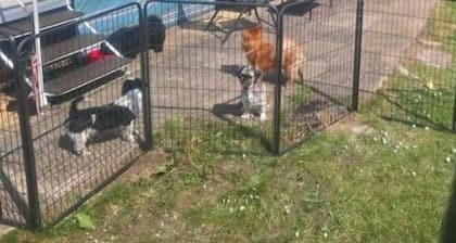Lovely Multiple dog Friendly Caravan Rhyl