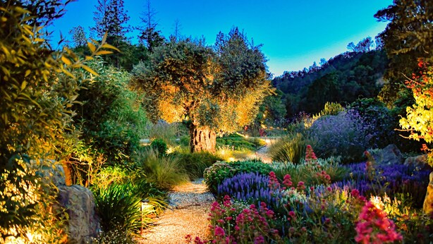 Un sendero en un jardín rodeado de plantas y árboles.