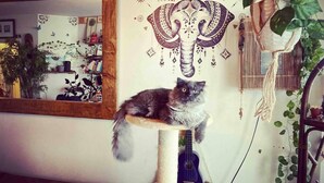 Eine Katze auf einem Kratzbaum in einem Raum mit Wandgemälde, Spiegel und verschiedenen Pflanzen.