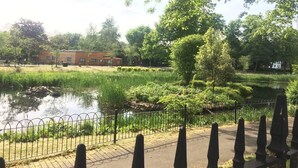 Ein Park mit Teich, einem Gehweg und einer Umzäunung.
