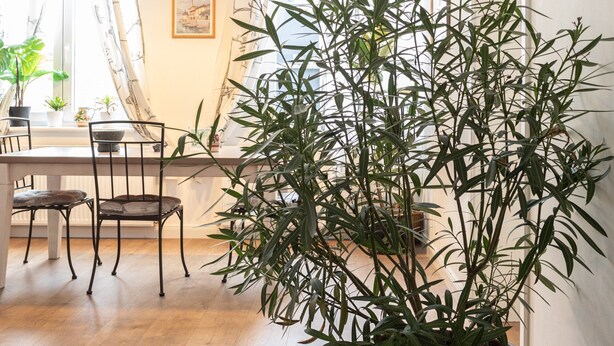 Un comedor con una mesa, sillas, una planta en maceta y una alfombra con nombres de ciudades.