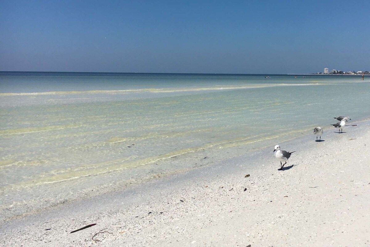 A beach with clear water and a few birds on the sand.