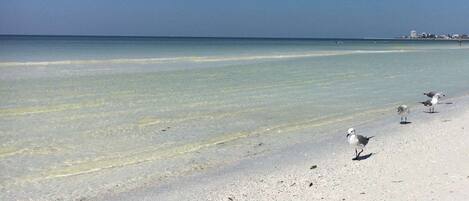 A beach with clear water and a few birds on the sand.