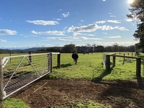 Property grounds - 100 acres of mountain paradise all to yourself (Berry)