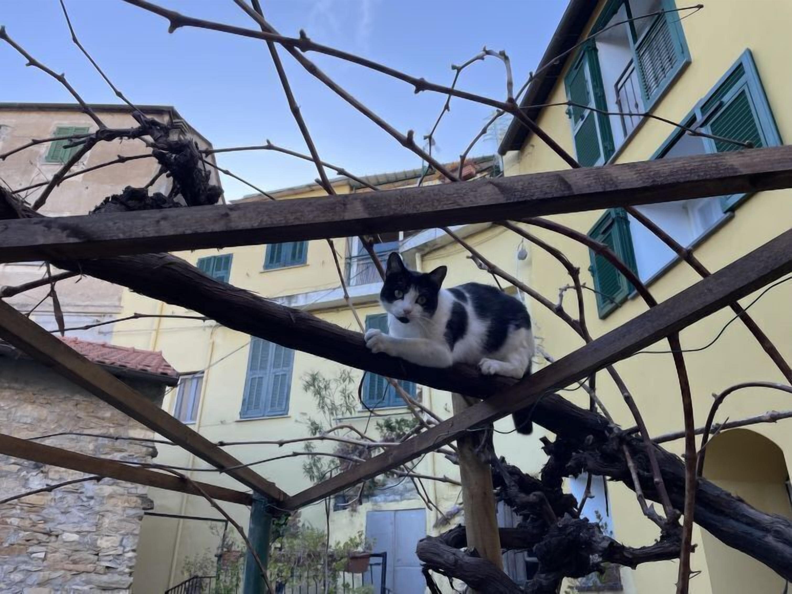 A cat on a branch in a courtyard with buildings in the background.