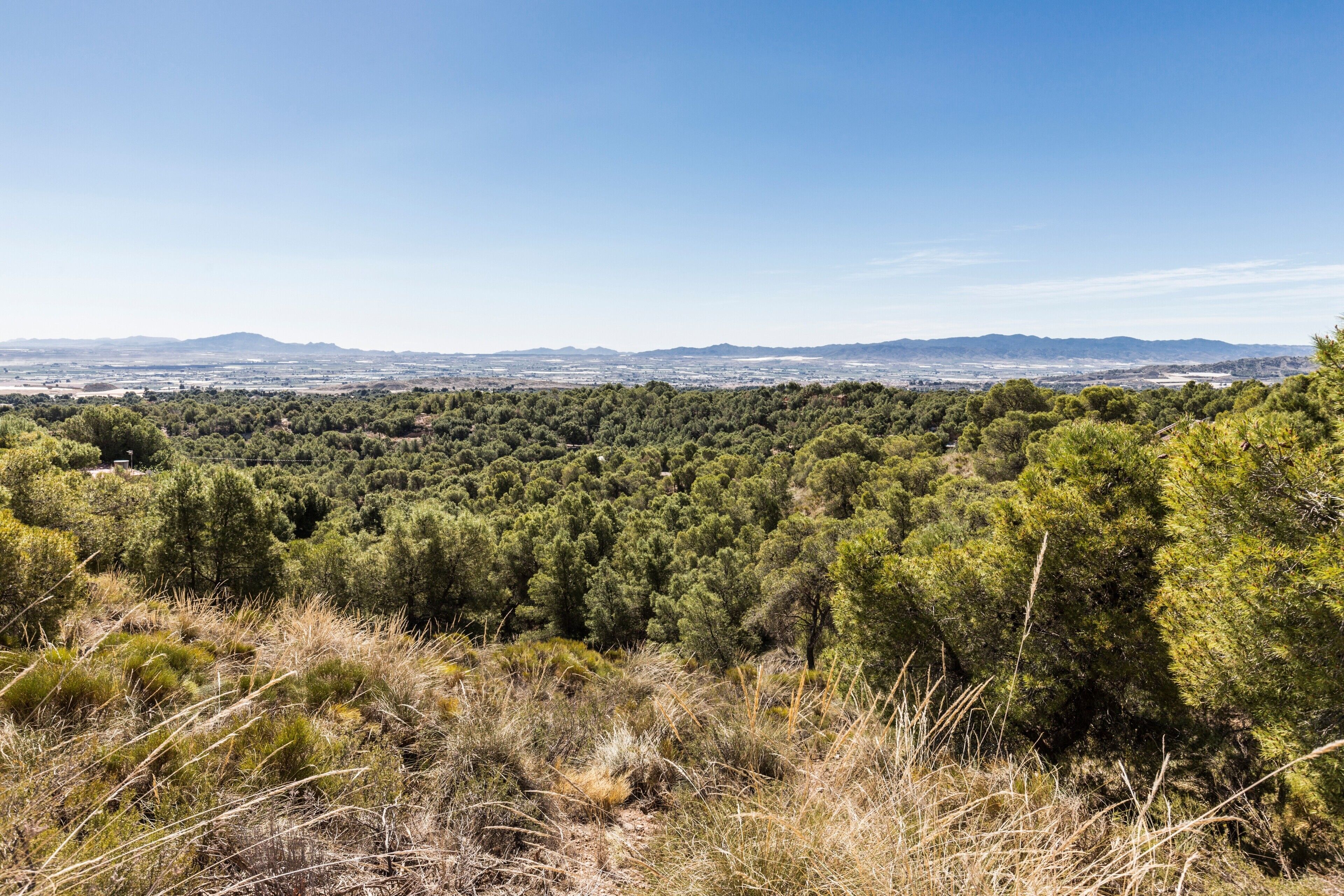 A natural landscape with dense greenery and distant mountains.