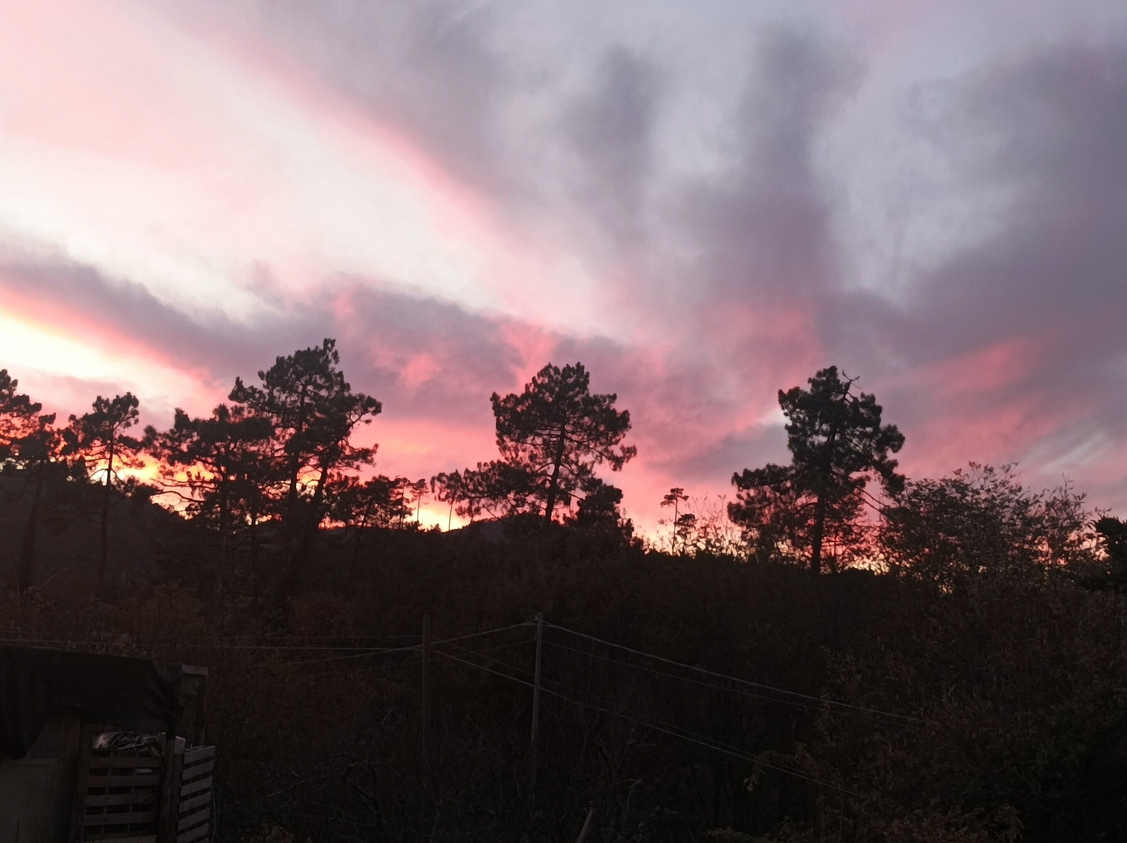 A sunset with trees silhouetted against a pink sky.