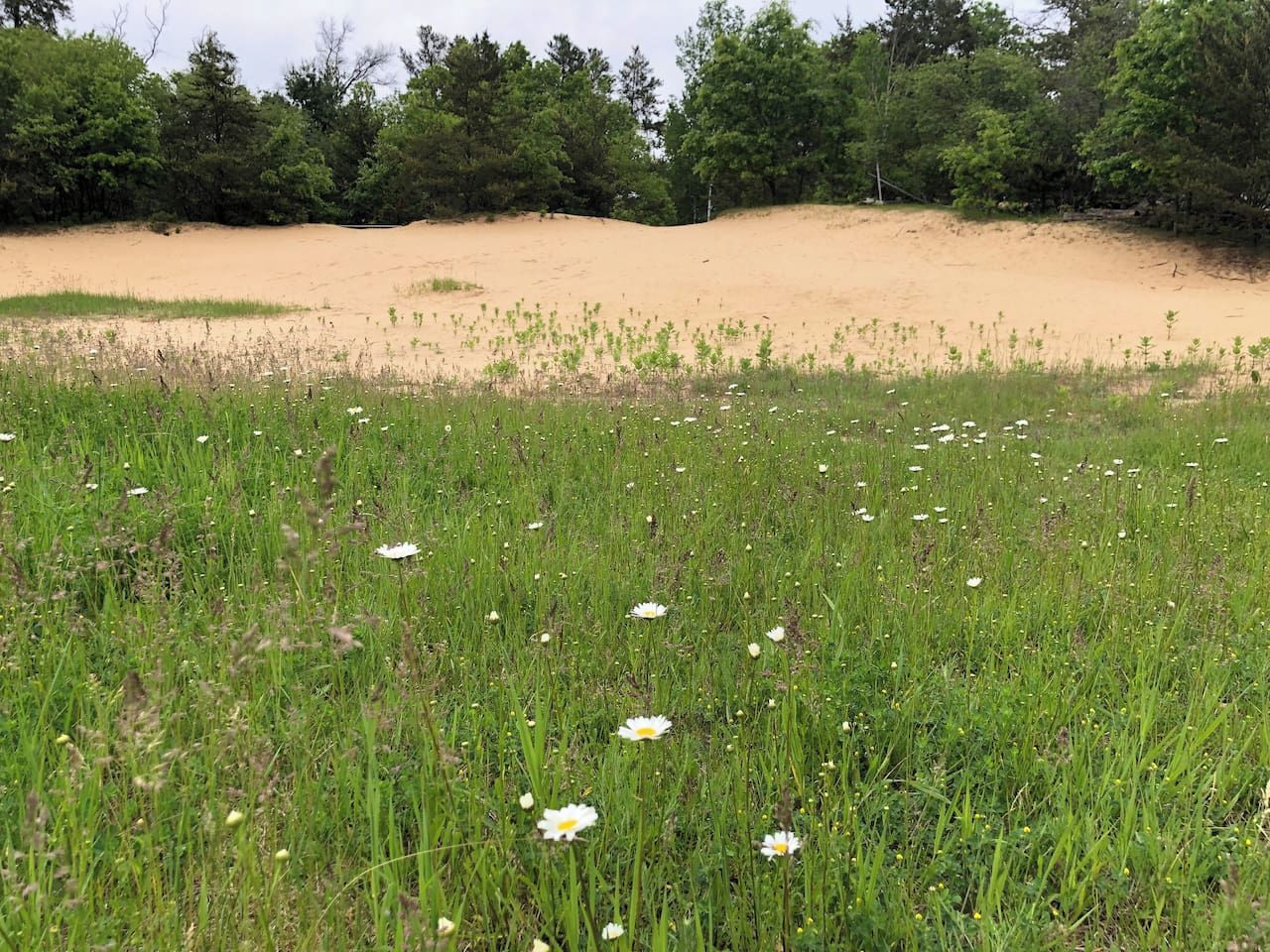 Een veld met witte bloemen en een zandig gebied op de achtergrond.