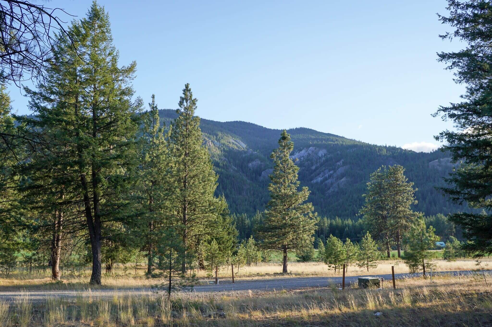 A natural landscape with trees and a mountain in the background.