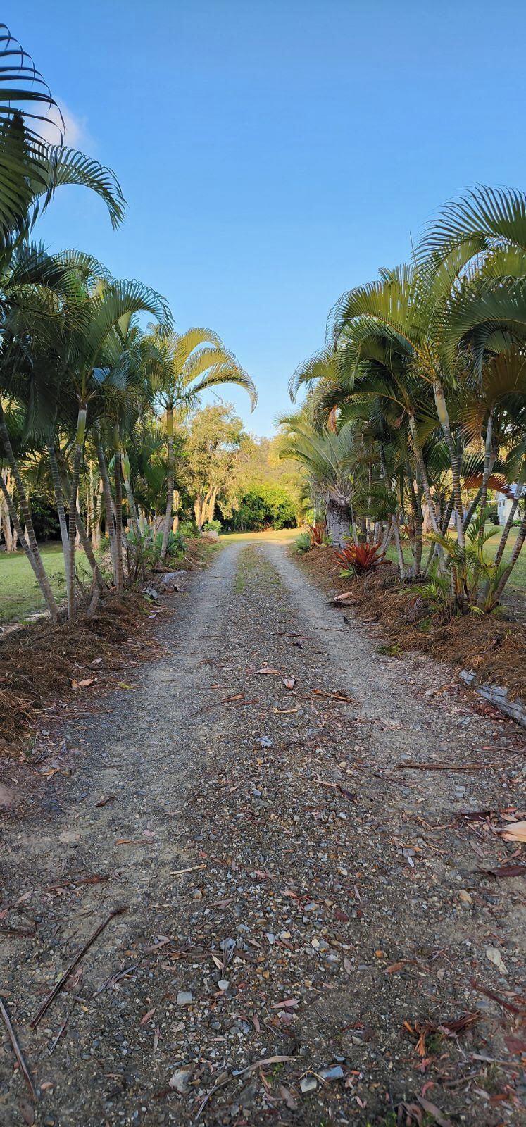 A gravel path flanked by palm trees leading to a building.