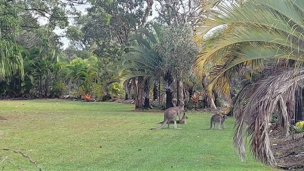 Unclassified image, 1 of 35, button - Roo Or 2 on Streeter (Agnes Water)