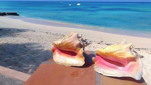 Une plage avec deux coquillages sur un banc.