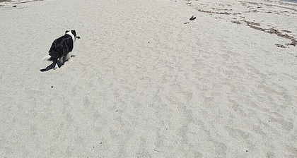House by the sea, free beach