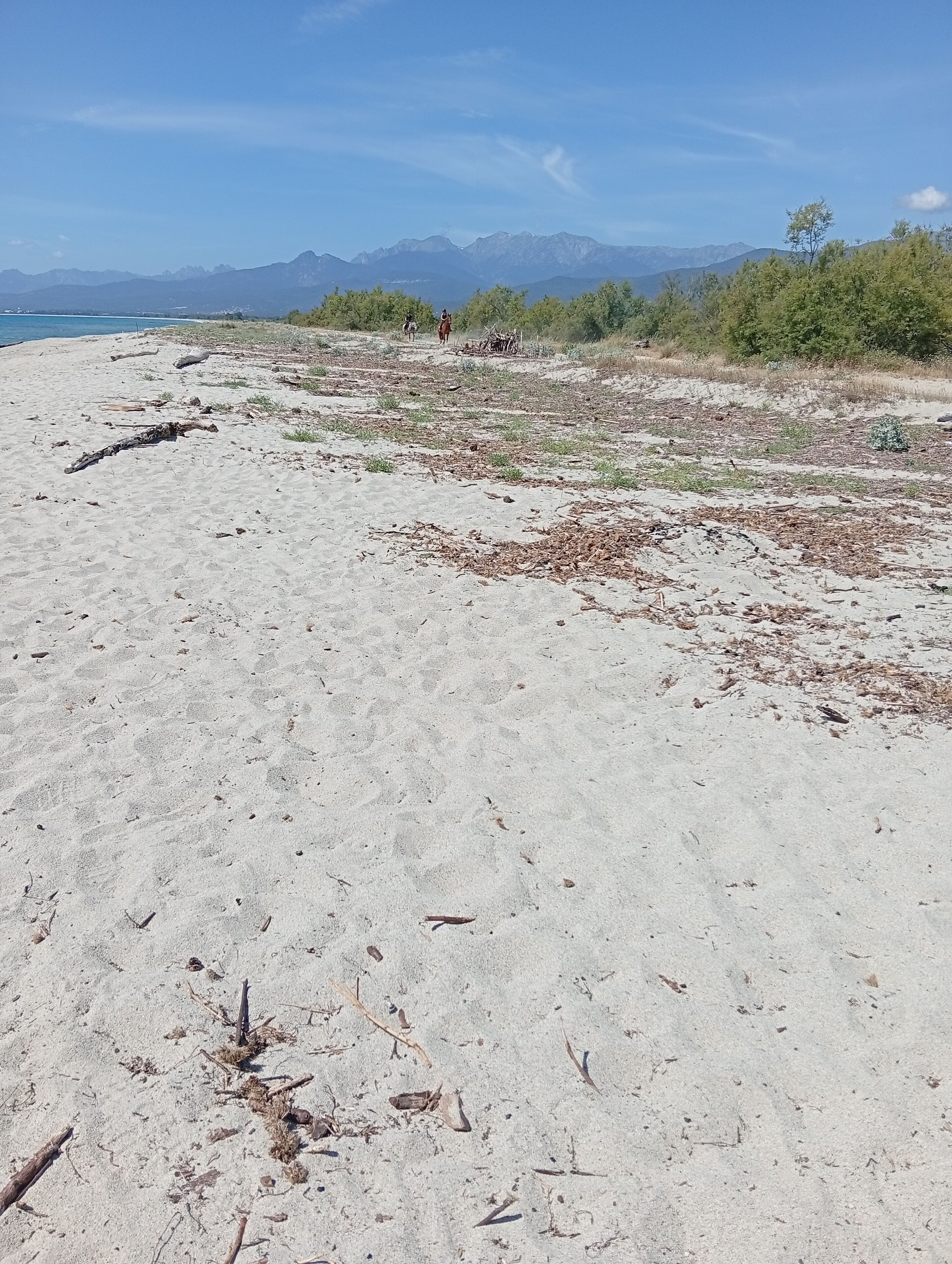 Una playa arenosa con vegetación dispersa y montañas a lo lejos.