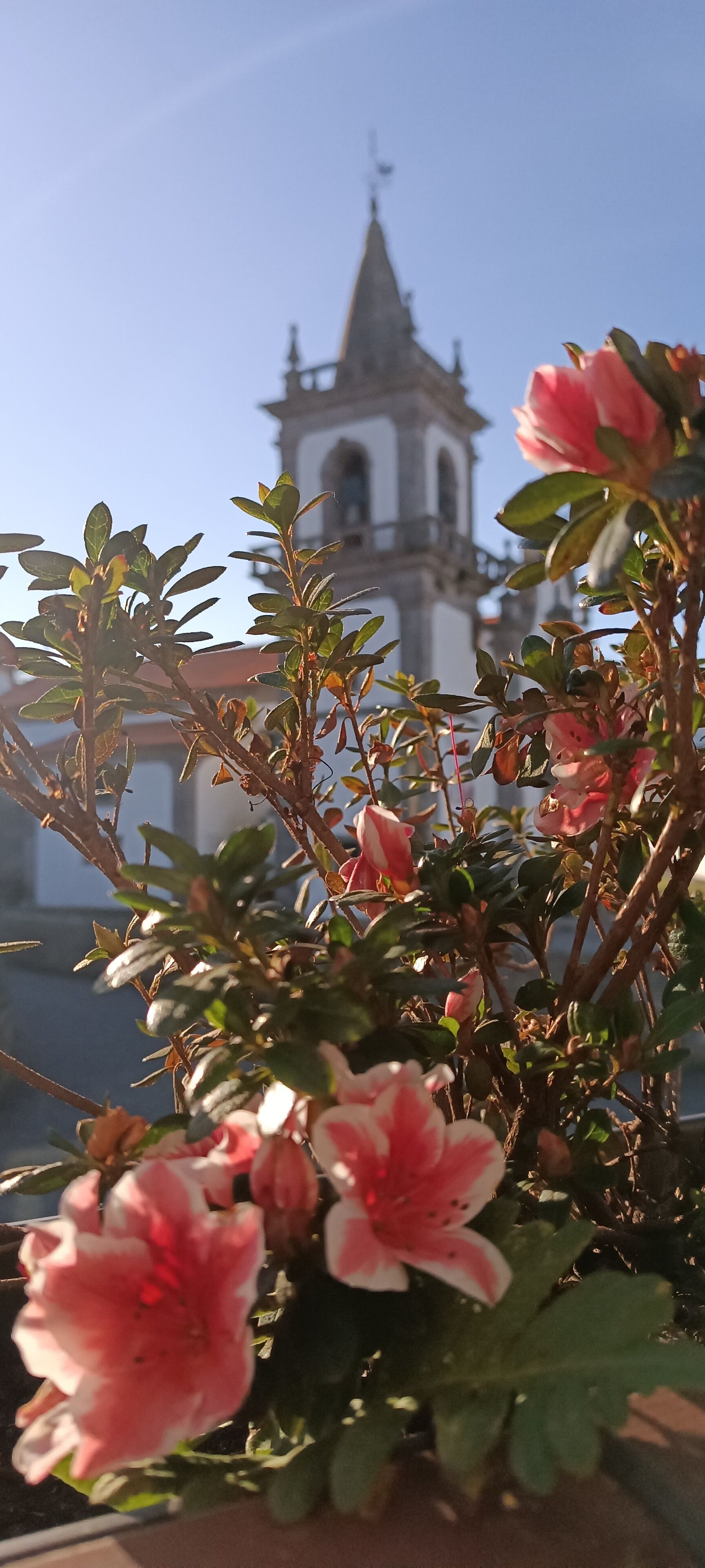 Un bâtiment doté d’un clocher, avec un pot de fleurs aux fleurs roses placé au premier plan.