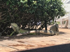 Parco della struttura