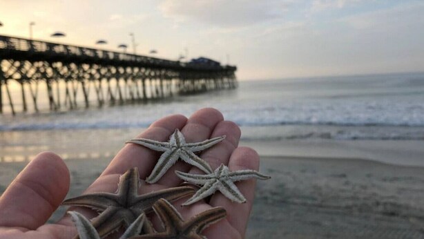 Eine Hand hält Seesterne am Strand, im Hintergrund ein Steg.