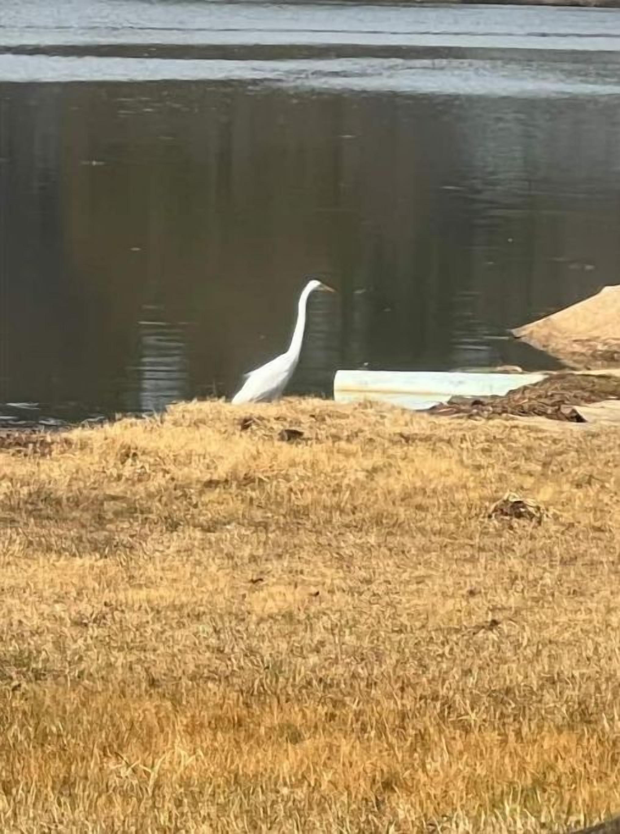 En vit fågel, troligen en häger, står på torrt gräs nära ett vattendrag.