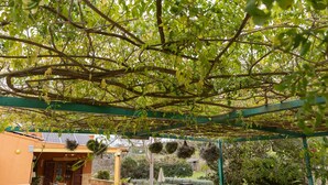 Een overdekt buitengebied met een pergola, potplanten en een toegang tot een gebouw.