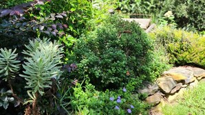 Un giardino con diverse piante e una casa di legno sullo sfondo.