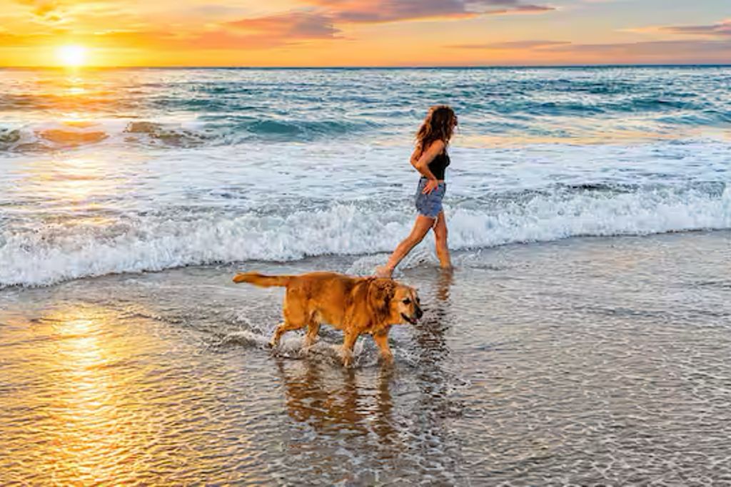 Eine Person spaziert mit einem Hund am Strand, im Hintergrund Wellen und ein Sonnenuntergang.
