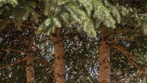 On aperçoit de grands arbres aux feuillages denses, une clôture en bois et, au loin, un bâtiment.
