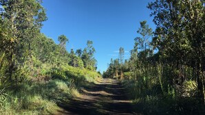 A dirt road flanked by dense vegetation and trees under a clear blue sky.