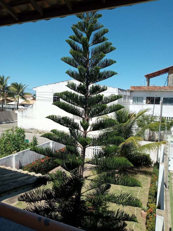 A view of a residential area with a prominent coniferous tree in the foreground, a white building in the background, and a clear blue sky.