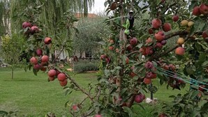Un jardin avec des pommiers chargés de fruits.