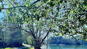 Un banco en un parque junto a un lago, con césped y árboles.