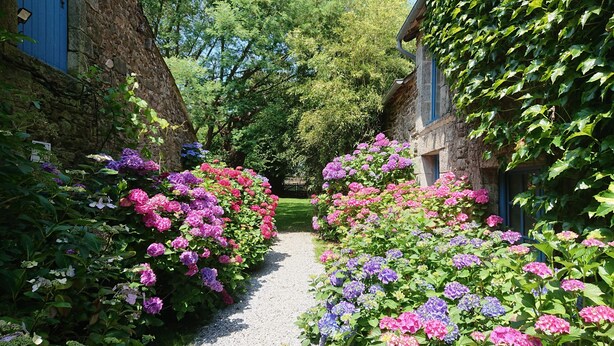 Een tuinpad omzoomd door kleurrijke hortensiakruiken, dat leidt naar een stenen gebouw met een blauwe deur.