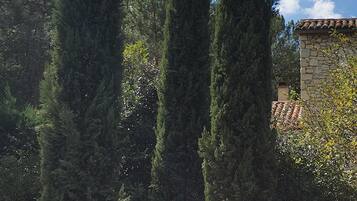 Tres arbres alts i esvelts en un jardí, amb un edifici de pedra al fons.