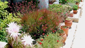 A white building with a garden featuring cacti, pink flowers, and potted plants. - Aeolos Hotel (Naxos)