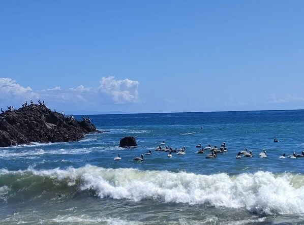 Beach - Ojochal Studio garden design container 5mn from beaches and rivers (Ojochal)