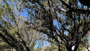 A hammock between two large trees in a park. - Beautiful T3 for 4/5 people 5 minutes from the beach (Serra-di-Ferro)