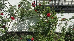 Un jardín con rosas rojas y una estatua de pájaro.