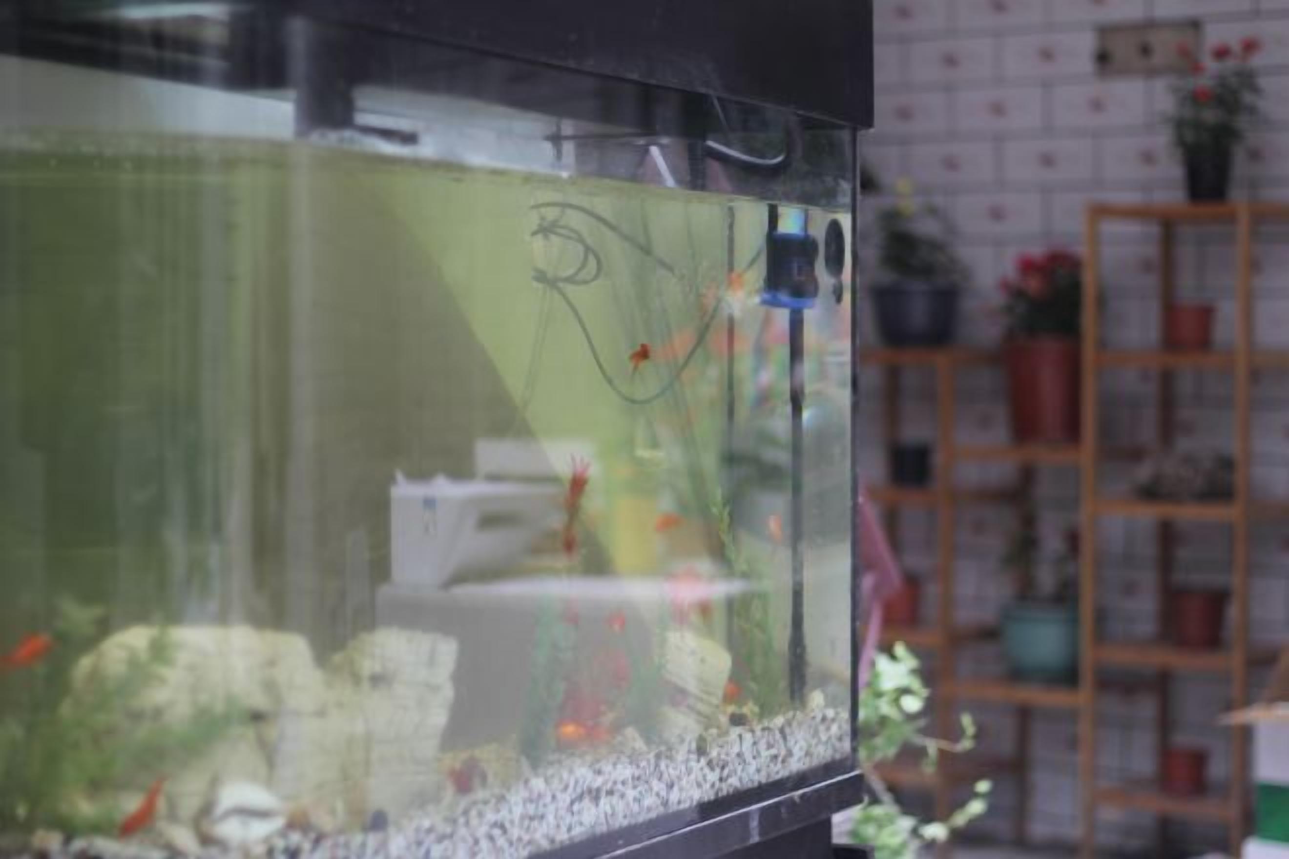 Un acquario con diversi pesci e decorazioni, uno scaffale con piante in vaso e una parete rivestita di piastrelle sullo sfondo.