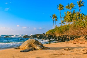 Beach - Mellow Hawaiian Monarch Studio | Pool + Gym (Honolulu)