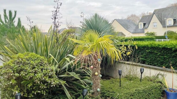 Een tuin met verschillende planten, een palmboom en een pad dat naar een huis met een schuine kap leidt.