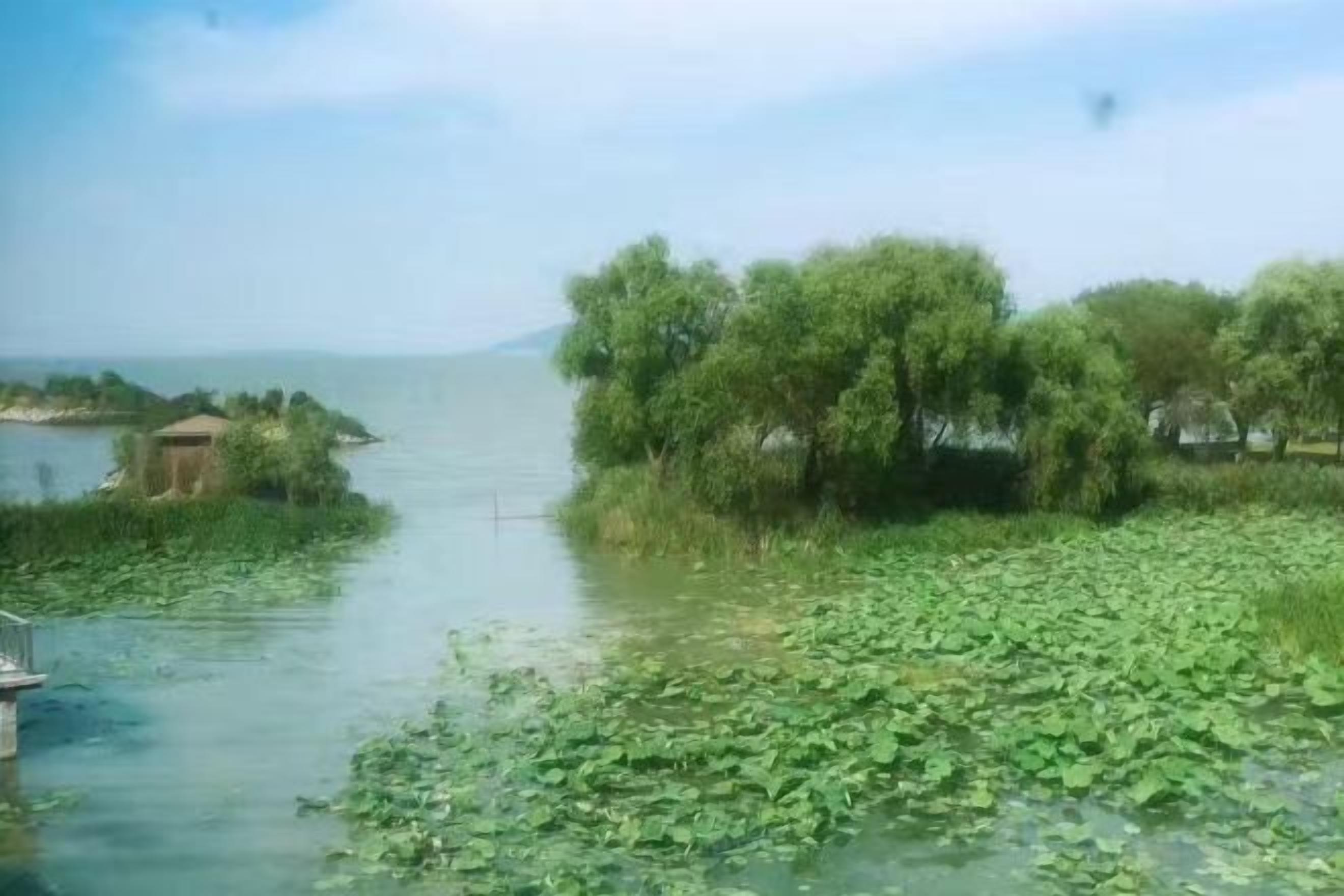 A calm river with lily pads and trees along the banks.